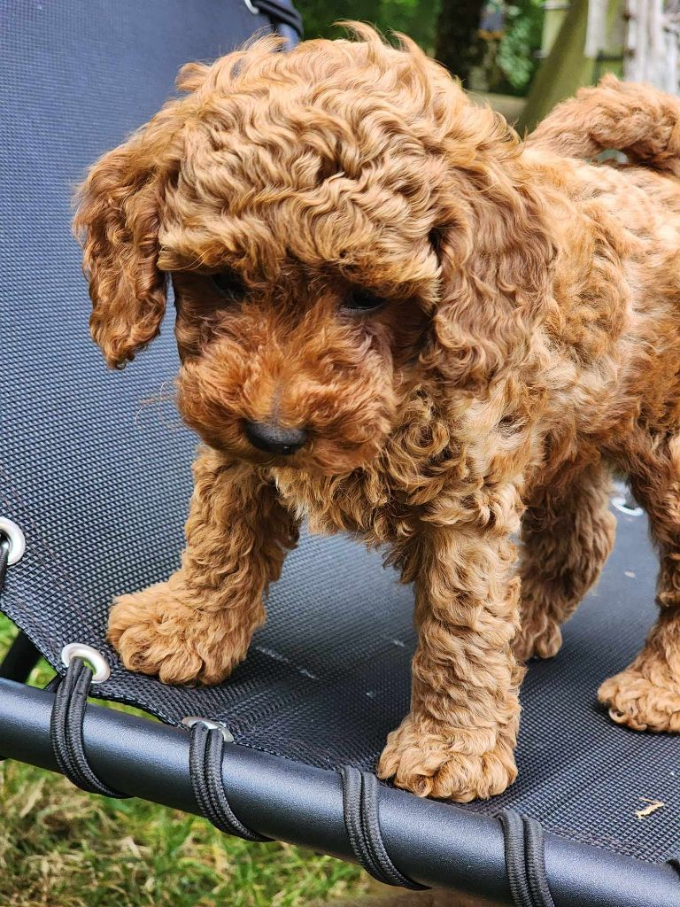 Du Royaume Des P'tits Loups - Chiot disponible  - Caniche