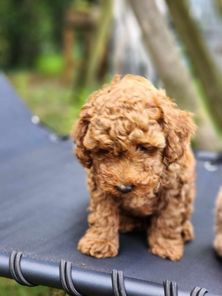 Du Royaume Des P'tits Loups - Chiot disponible  - Caniche