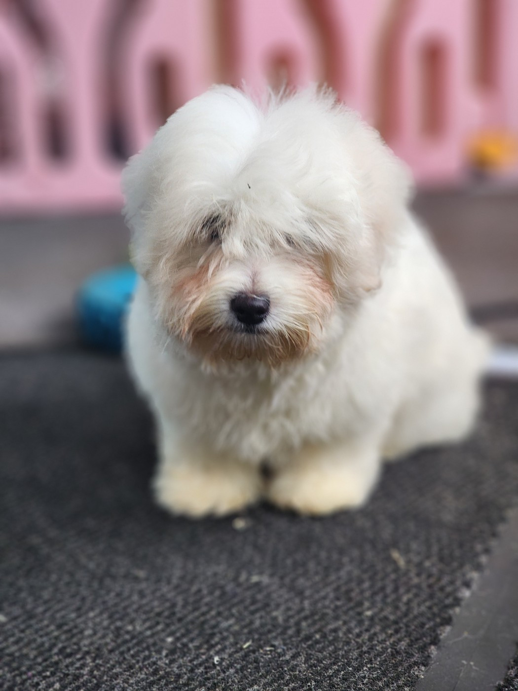 Du Royaume Des P'tits Loups - Chiots disponibles - Coton de Tulear