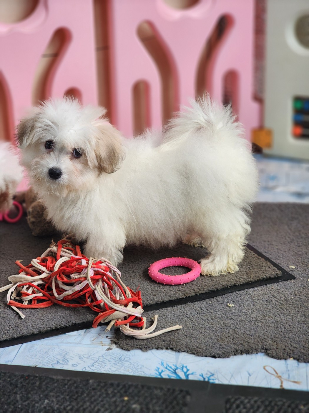 Du Royaume Des P'tits Loups - Chiots disponibles - Coton de Tulear