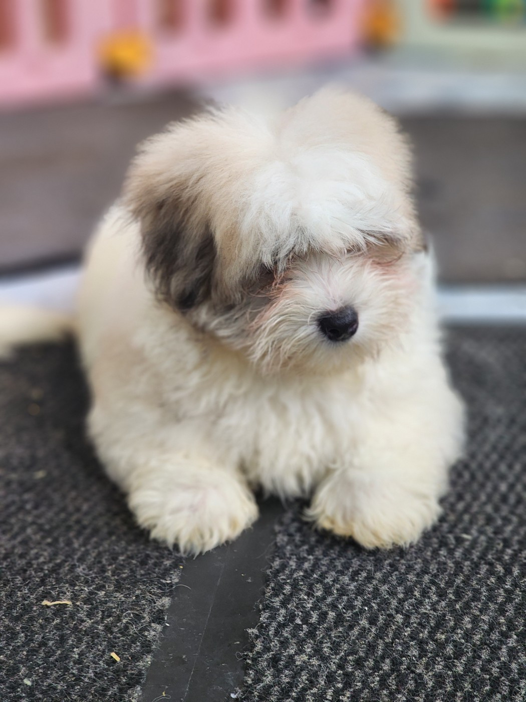 Du Royaume Des P'tits Loups - Chiots disponibles - Coton de Tulear